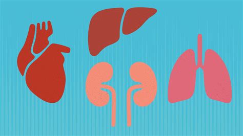 Thiruvananthapuram hospital conducts five organ transplants in 24 hours ...