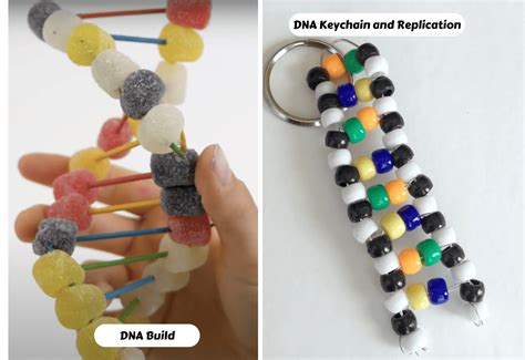 Image result for DNA Simple Homemade Model