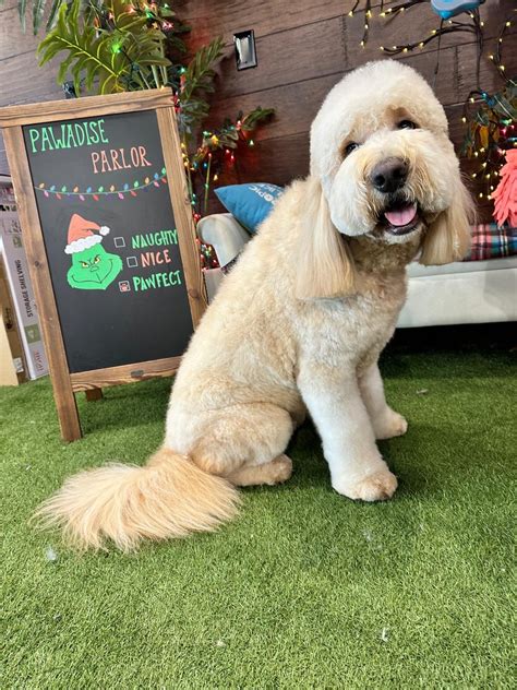 (@pawadiseparlor) • Instagram photos and videos