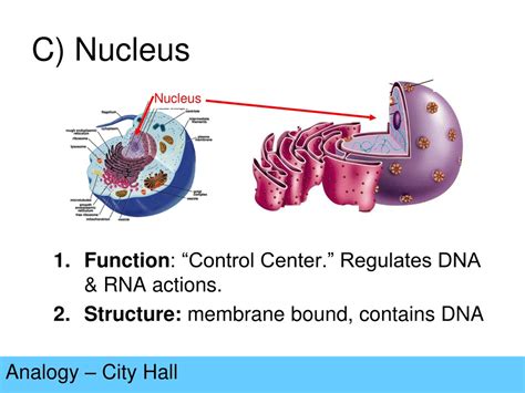 PPT - Cell Organelles Analogy PowerPoint Presentation, free download ...
