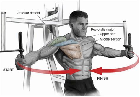 Chest Building Routines and the Best Chest Exercises To Increase Bulk ...