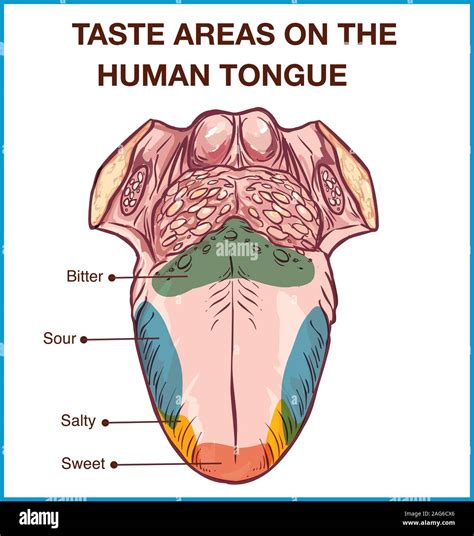 Tongue taste buds hi-res stock photography and images - Alamy