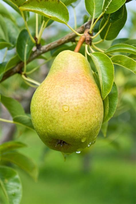 Pear Definition In Spanish at Ana Curry blog