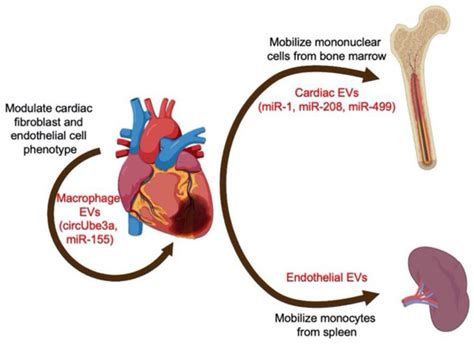 Cells | Special Issue : The Role of Extracellular Vesicles in Chronic ...