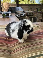 Image result for Cute Holland Lop Bunnies