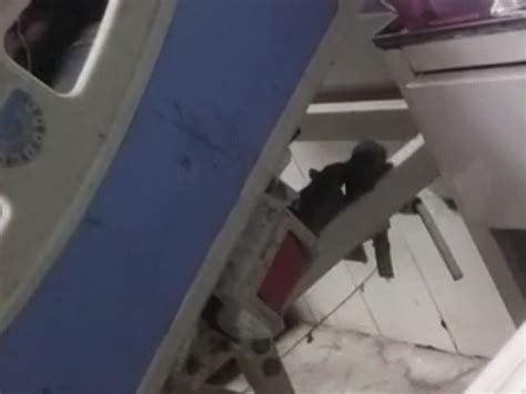 rats infest district hospital icu following jabalpur medical college ...