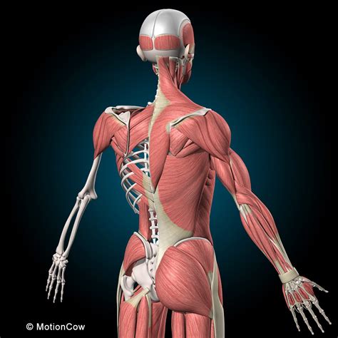 Image result for Skeletal Muscles