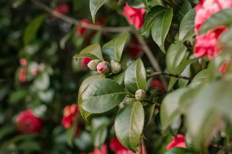 How to Grow and Care for Camellia