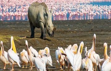 Memorable 5 Days 4 Nights Naivasha Trip Package | Naivasha Trip Package ...