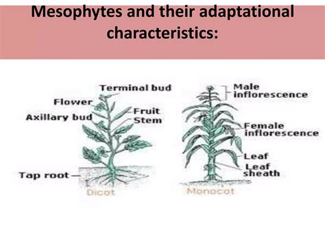 Adaptation | PPTX - adaptations of mesophytes to their habitats