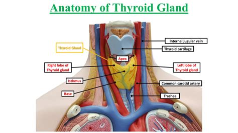 Anatomy (anatomy of thyroid gland) | PDF