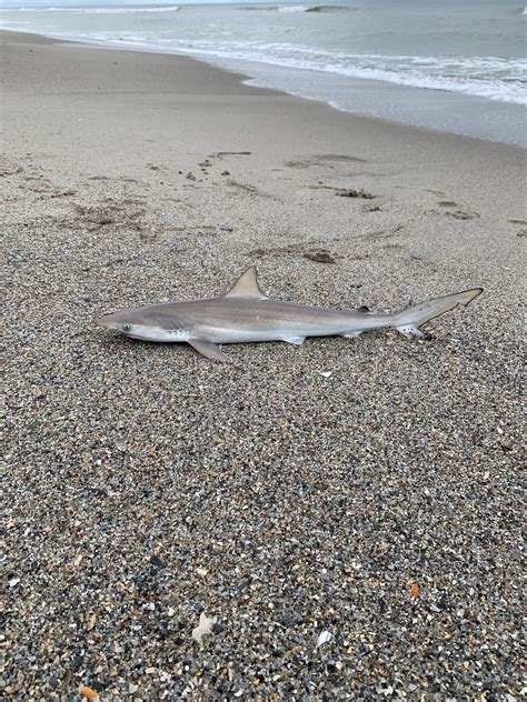 Baby Atlantic Sharpnose Shark