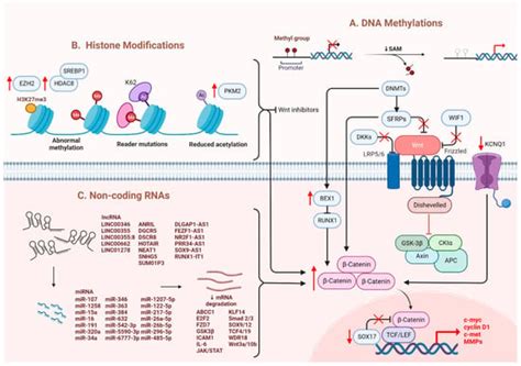 Wnt/β-Catenin Signaling as a Driver of Stemness and Metabolic ...