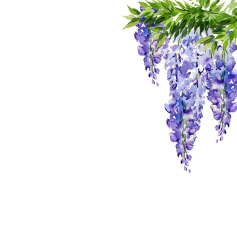 Watercolor background with branch of wisteria blossom flowers hand ...