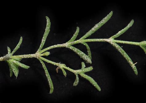 Lamiaceae Martinov | Plants of the World Online | Kew Science