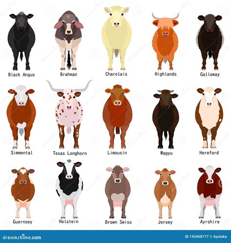 Breeds Of Cattle