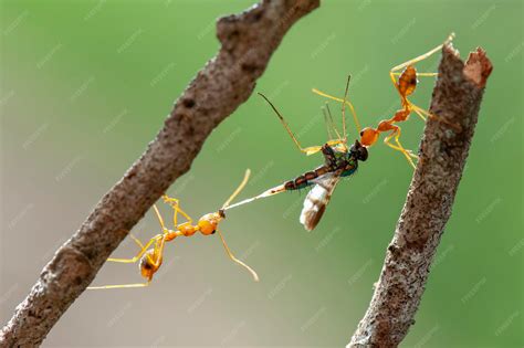 Premium Photo | Red ants prey on leaf in tropical garden
