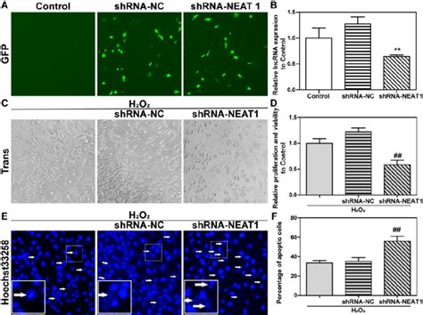 H2O2 HT22 的图像结果