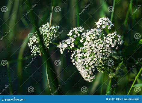Umbelliferae Family Plants