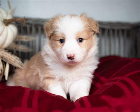 Reserved | Toasted Chocolate | Gold & White Male Border Collie Puppy ...