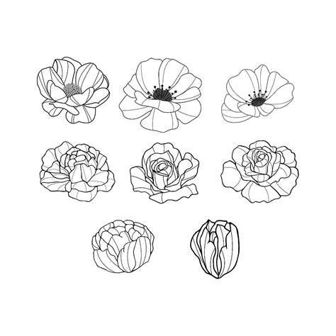 Set Of Hand Drawn Flowers, Flower Drawing, Flowers Drawing, Hand ...
