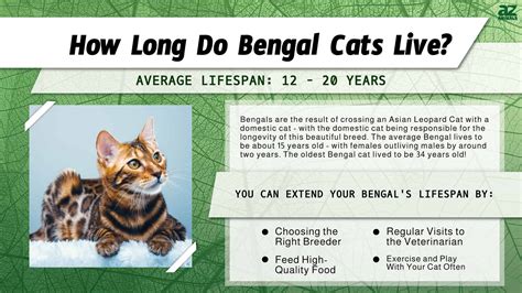 How Old Do Bengal Cats Live at Cynthia Marshall blog