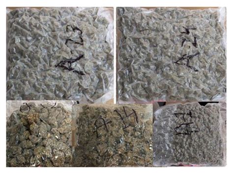 Mumbai Customs seizes hydroponic weed worth over ₹19 crore in two ...