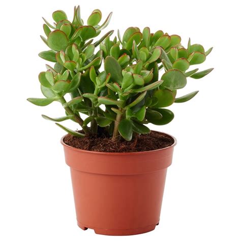CRASSULA potted plant, Money tree, 9 cm (3 ½") - IKEA