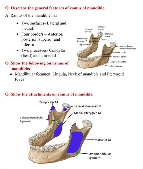 Mandible – Anatomy QA