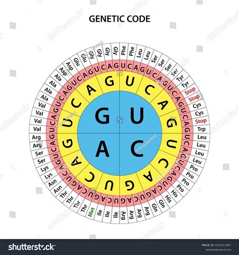 Image result for Human Genetic Code