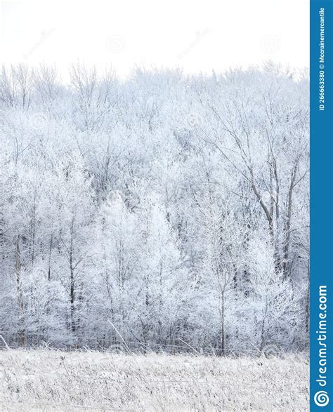 Treeline Higher Elevation Covered in Ice and Snow Stock Photo - Image of degrees, chill: 266663380