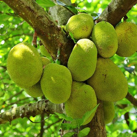 Jackfruit Tree Kerala