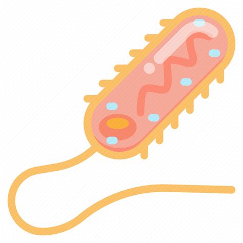 Prokaryote, organism, bacteria, biology, cell icon - Download on Iconfinder