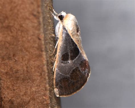 Westermannia argentea | Moths