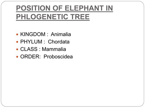 Evolution of elephant | PPTX