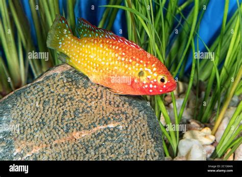 Image result for Rare Colorful Fish