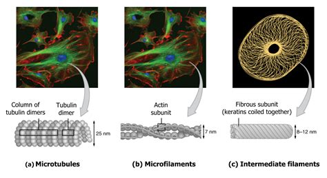Cytoskeleton – Cell Biology, Genetics, and Biochemistry for Pre ...