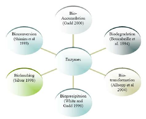 Image result for Example of Biological Process