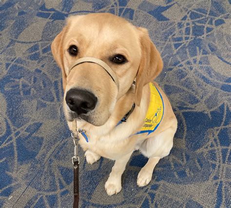 The trouble with service dog impawsters