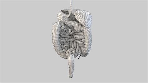 Image result for Digestive System 3D Model Tutorial