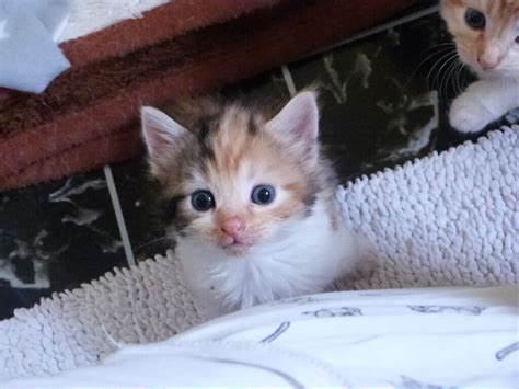 ragdoll x ragamuffin