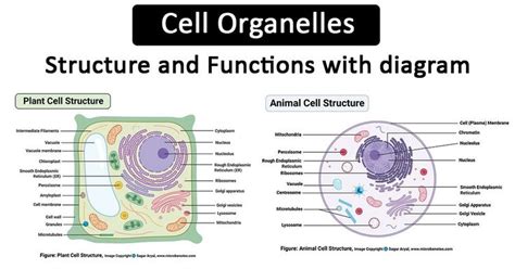 Cells 的图像结果