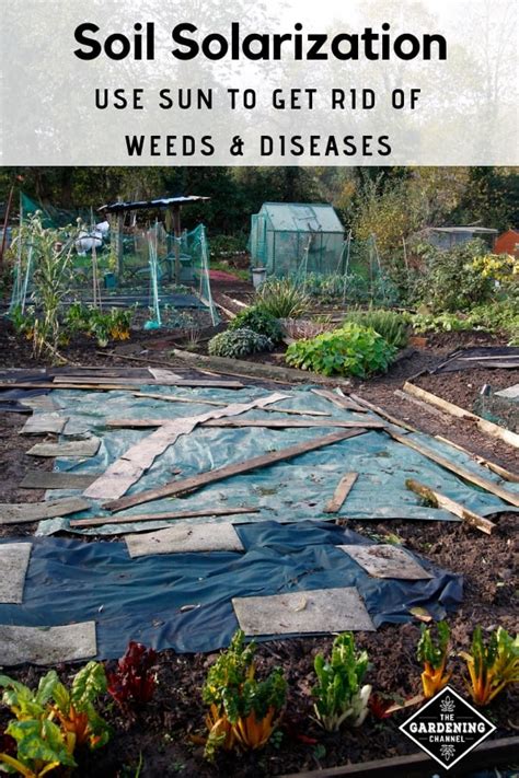 Image result for Soil Solarization Methods