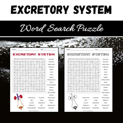 Excretory System Word Search Puzzle Worksheet PDF – PrintableBazaar