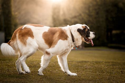 Saint Bernard: Dog Breed Characteristics & Care
