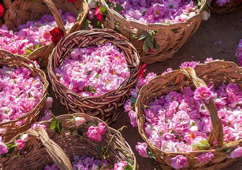 Historic Significance Of Flowers In Beauty Rituals | Femina.in