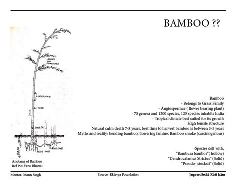 Bamboo in Detail (Dang Internship) | CEPT - Portfolio