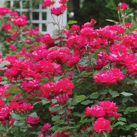 Pink Double Knock Out Rose