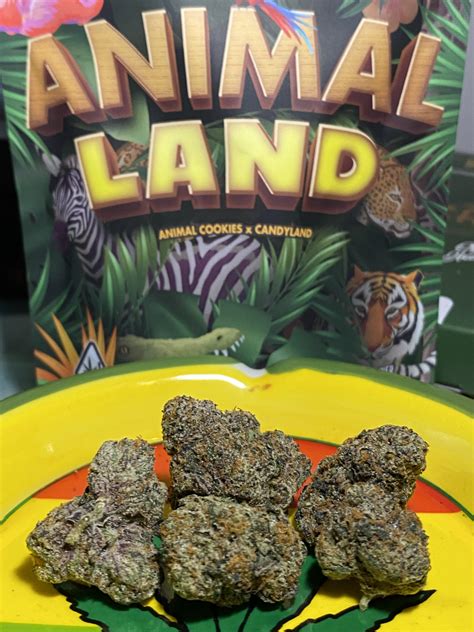 Animal Land (animal cookies x candyland). : r/weedporn