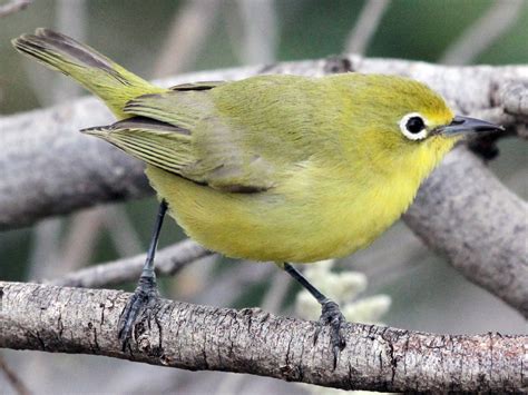 Australian Yellow White-eye - eBird